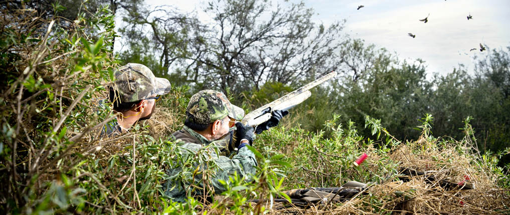 how to dove hunt