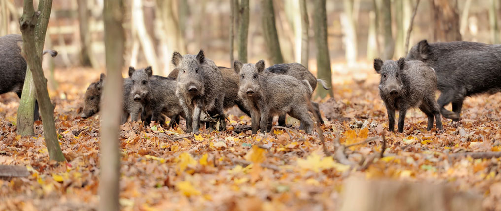 how to hunt hogs for beginners