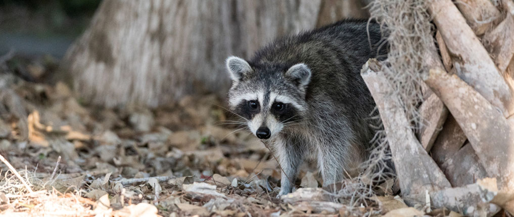 How to trap and remove a raccoon in Vermont, Raccoon