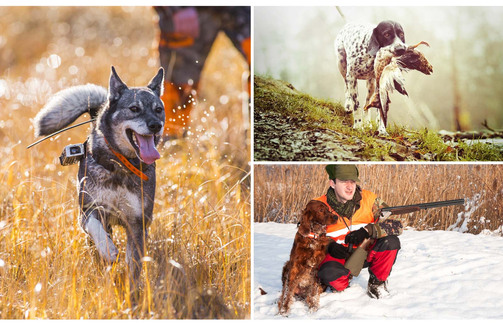 Good small hotsell hunting dogs