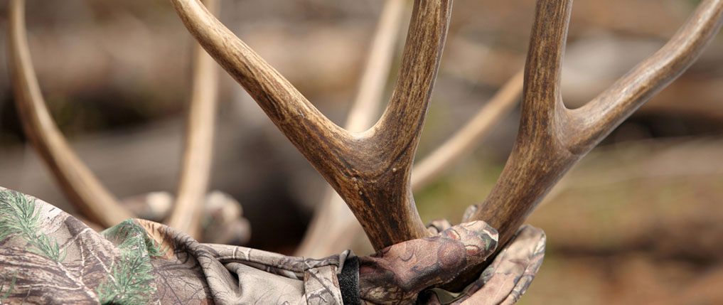 shed hunting 101